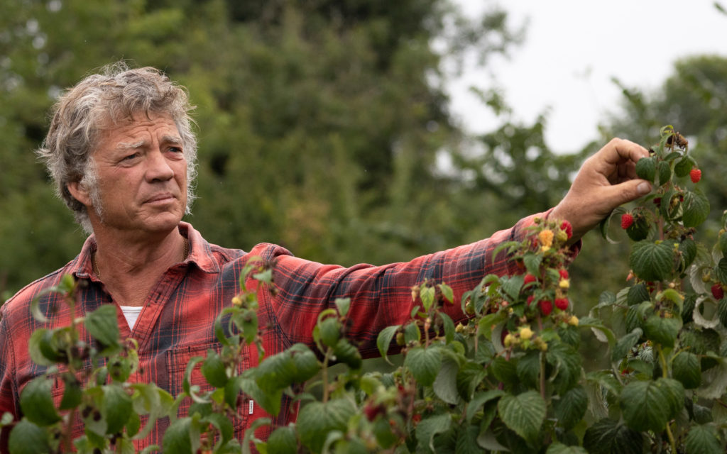 Photo of Guy from Riverford picking berries