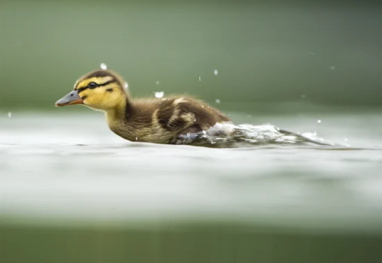 A duck, scooting across the water's surface