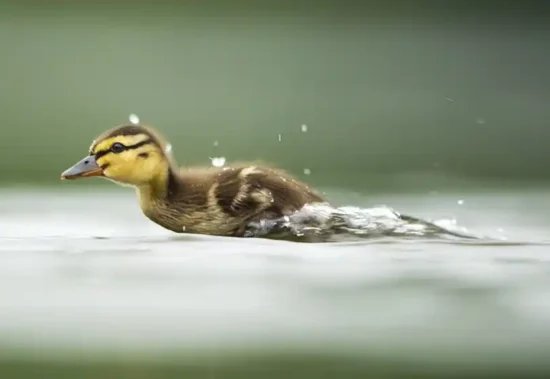 A duck, scooting across the water's surface