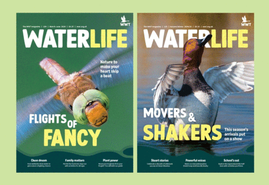 Covers of Waterlife magazine, for the Wildfowl and Wetlands Trust (WWT)